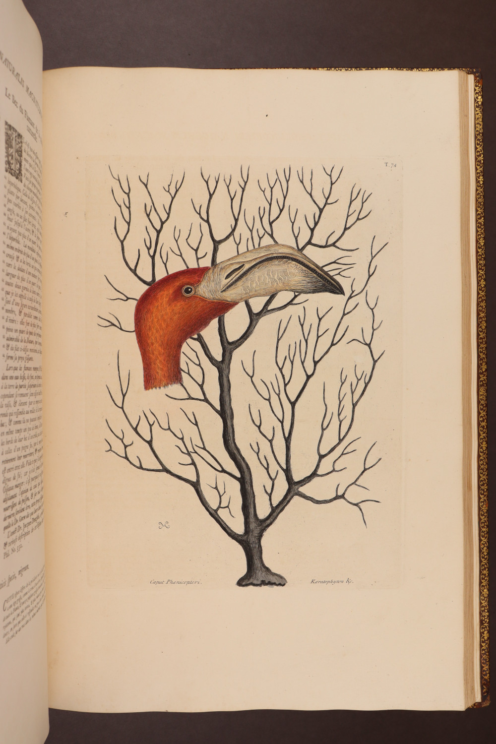 Plate 74